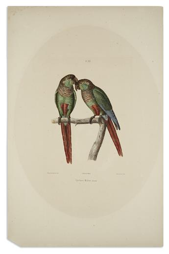 (BIRDS.) Blanchard, Emile. Group of 3 hand-colored lithographed plates of parakeets,